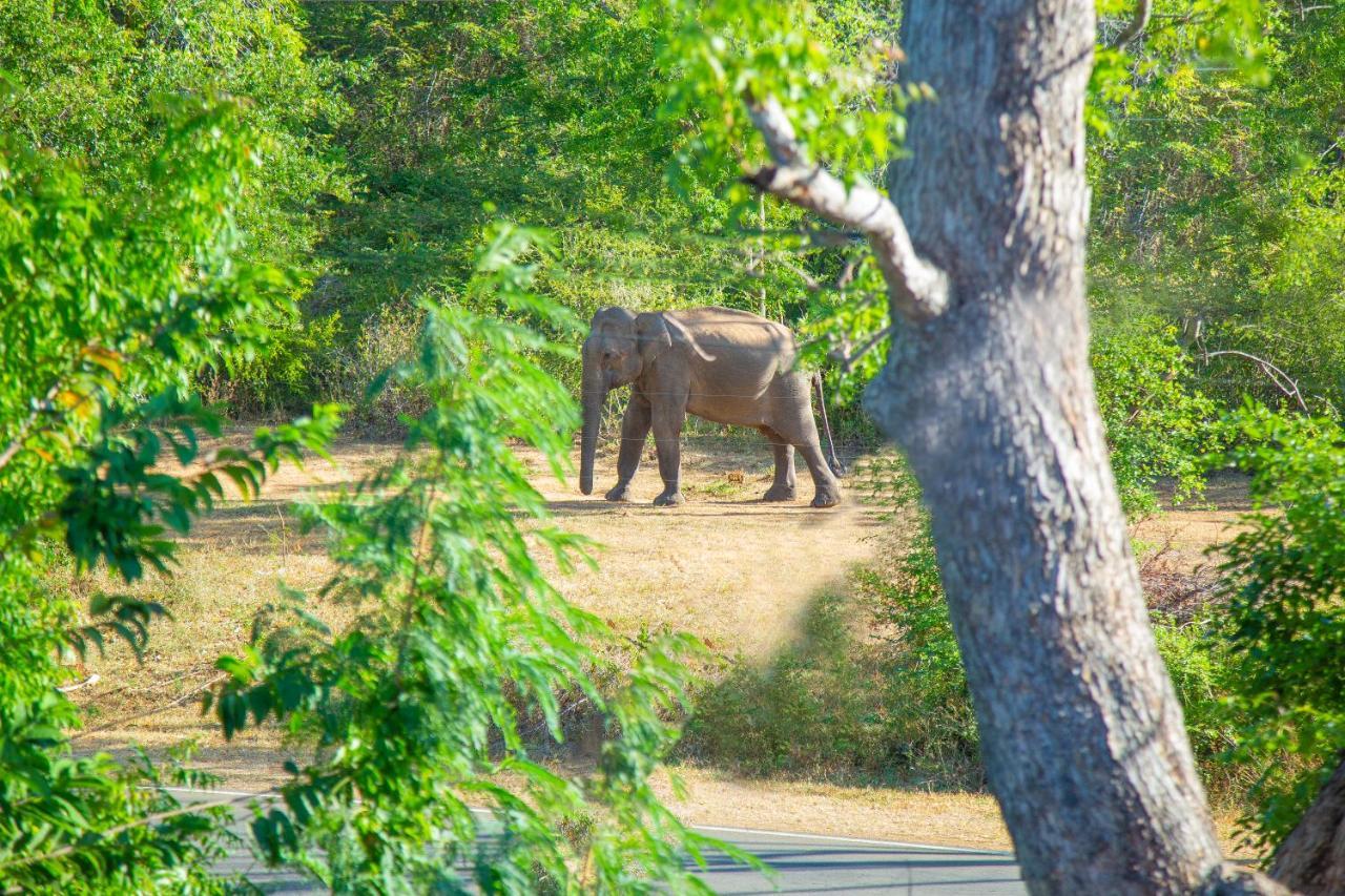 Ali Weta Safari Resort Udawalawe Eksteriør bilde