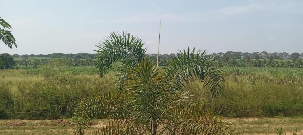 Ali Weta Safari Resort Udawalawe Eksteriør bilde
