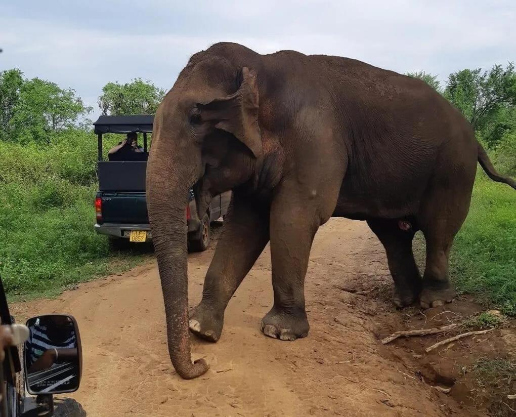 Ali Weta Safari Resort Udawalawe Eksteriør bilde